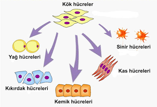 Resim 1: Kök hücreler farklı dokulara dönüşebilirler.